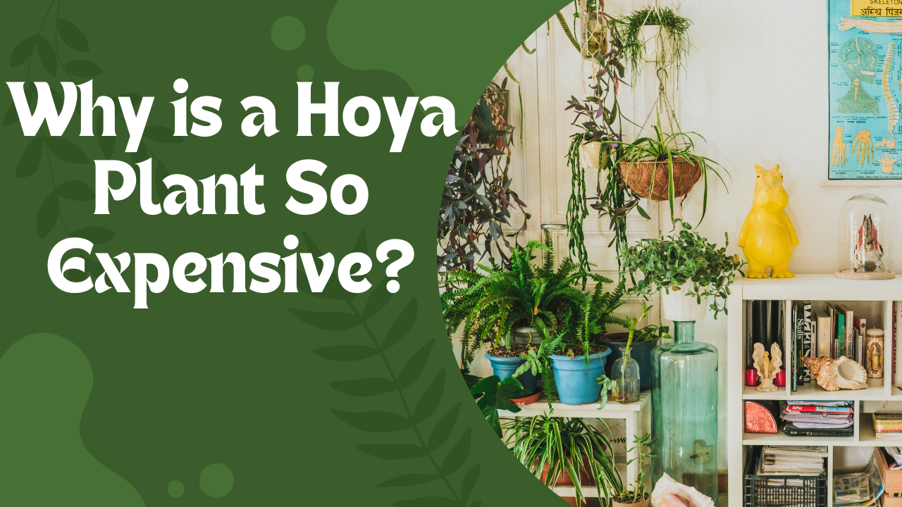 Why is a Hoya Plant So Expensive?