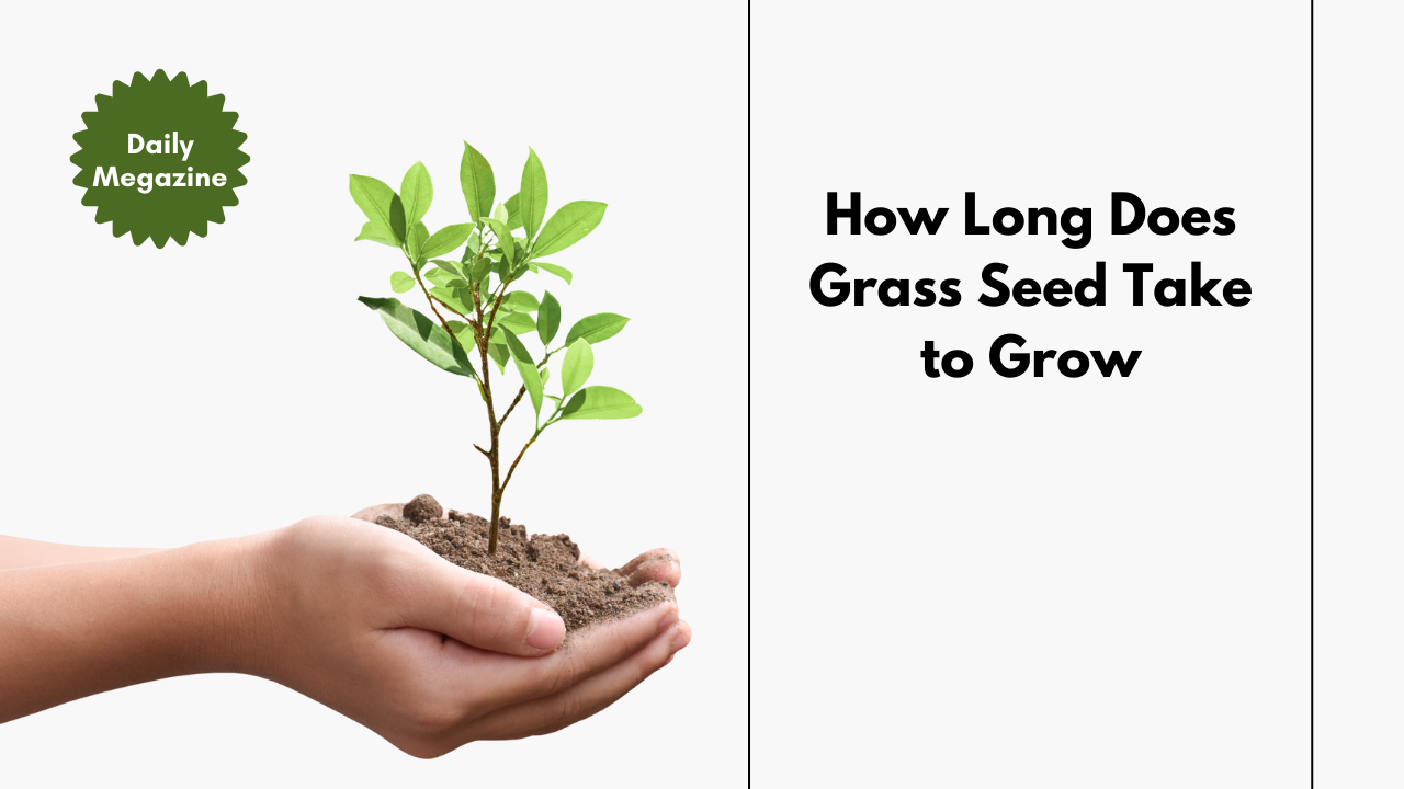 How Long Does Grass Seed Take to Grow