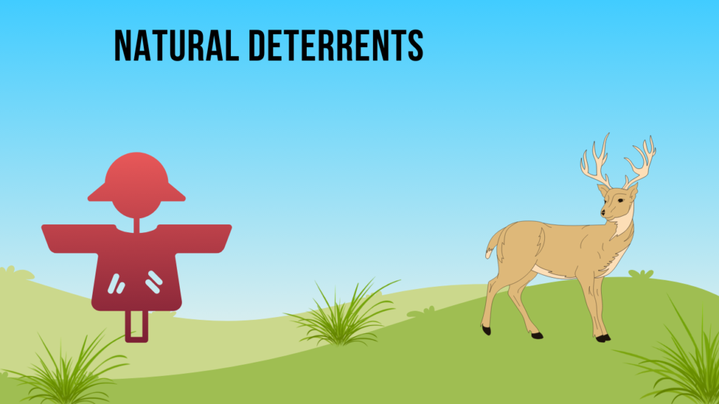 Natural Deterrents