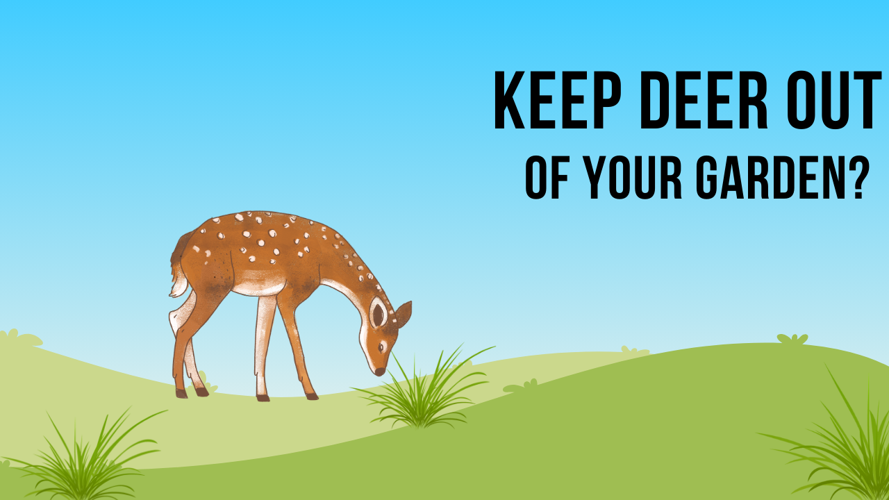 Keep Deer Out of Your Garden