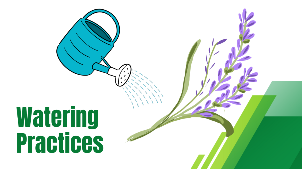 Watering Practices