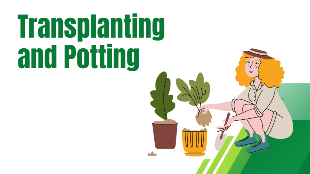 Transplanting and Potting