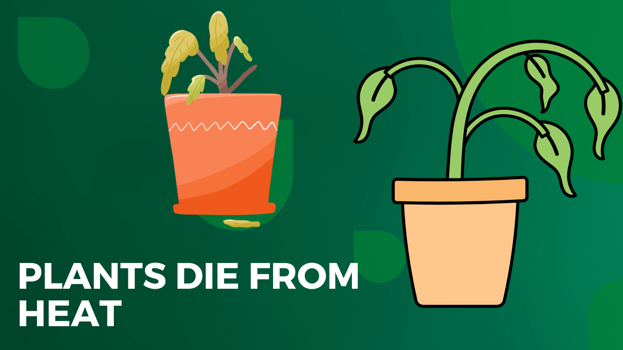 Can Plants Die from Heat in the Car?