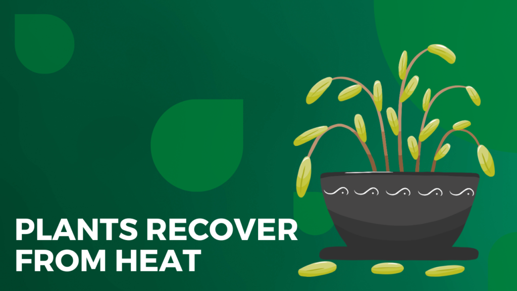 Plants Recover from Heat