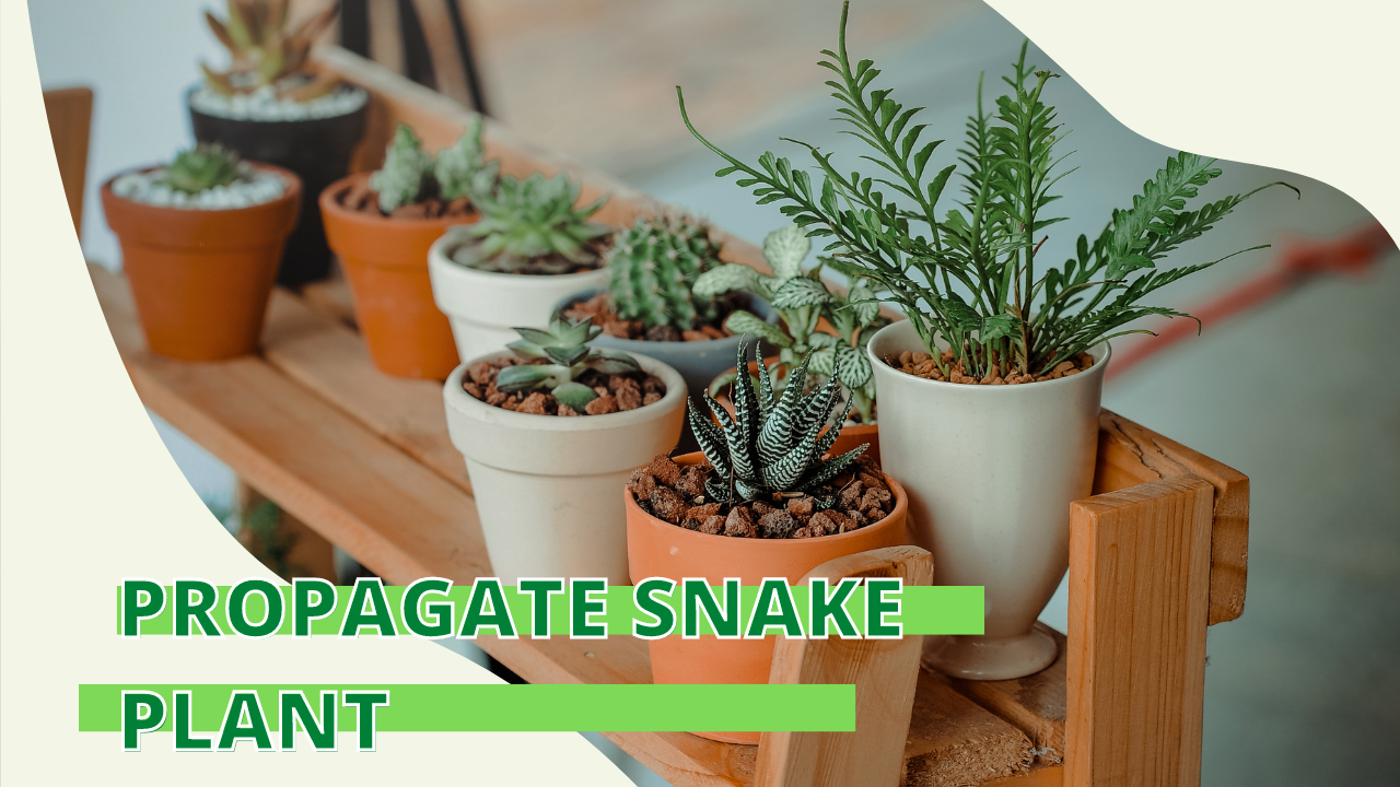 Propagate Snake Plant