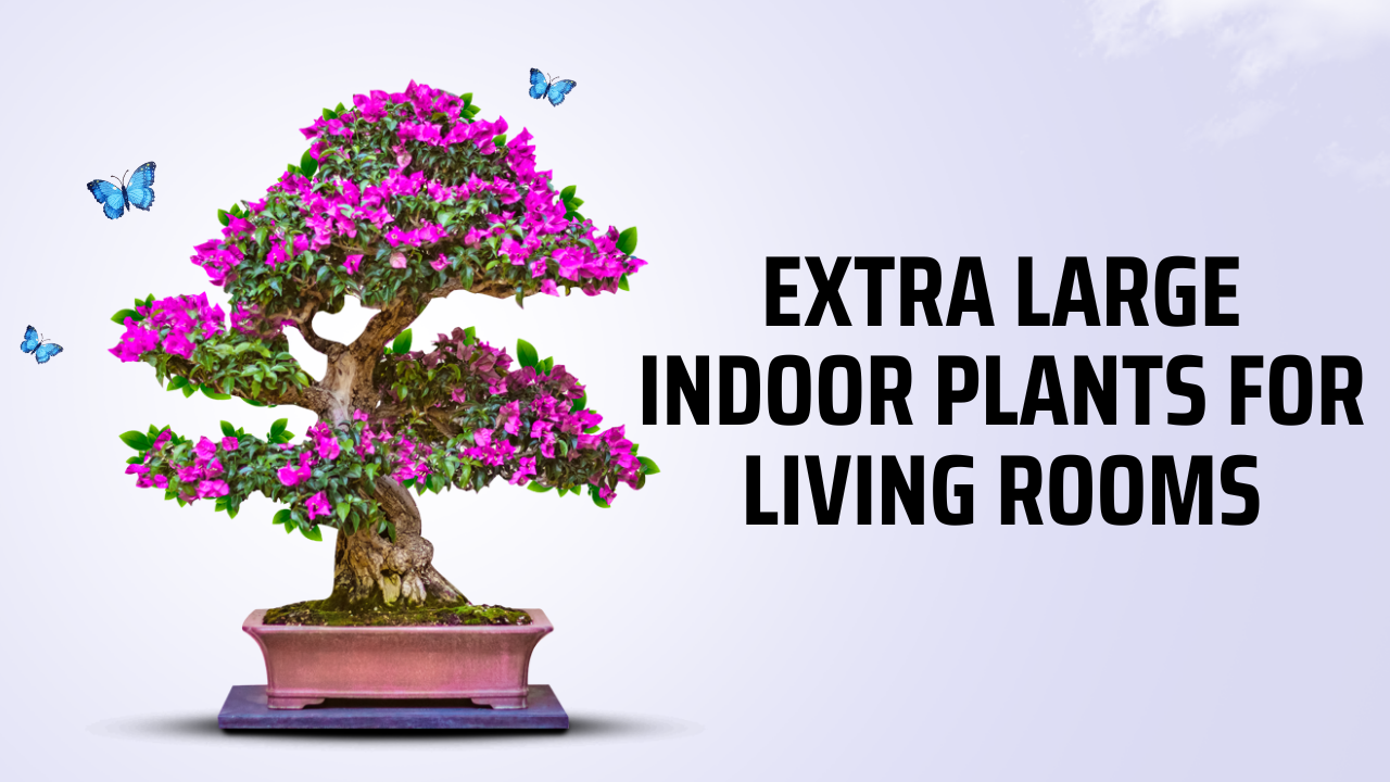 Extra Large Indoor Plants for Living Rooms