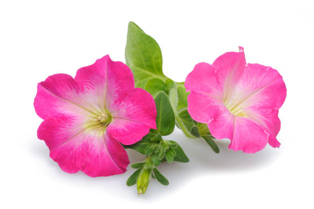 Petunias