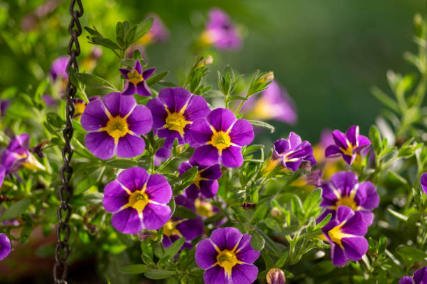 Million Bells (Calibrachoa)