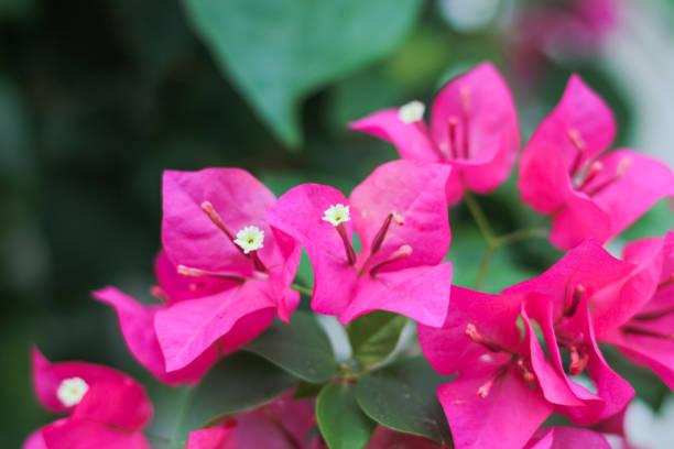 Bougainvillea