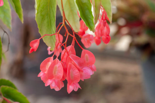 Dragon Wing Begonia