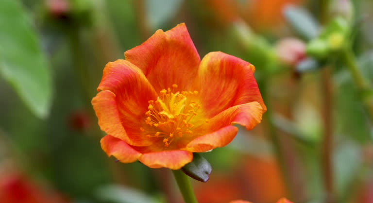 Portulaca (Moss Rose)