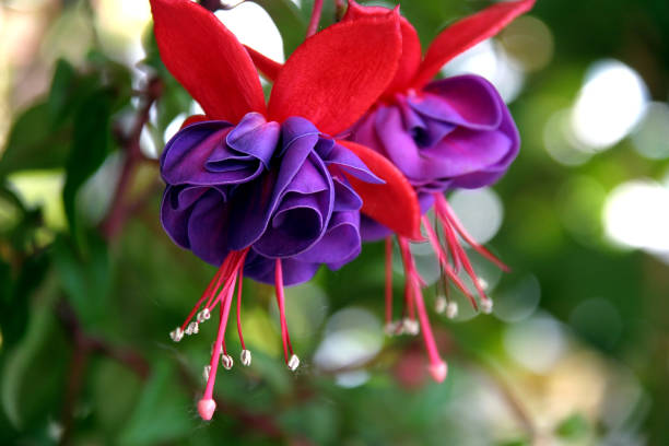 Hanging Plants for Partial Shade