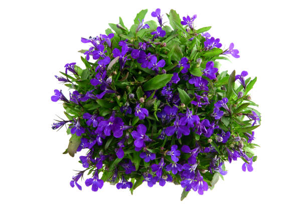 Lobelia