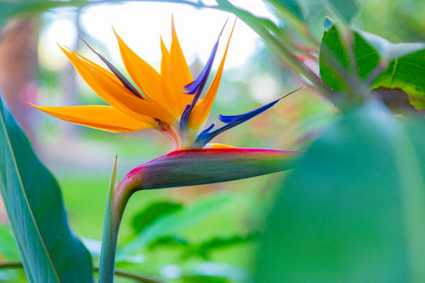 Bird of Paradise