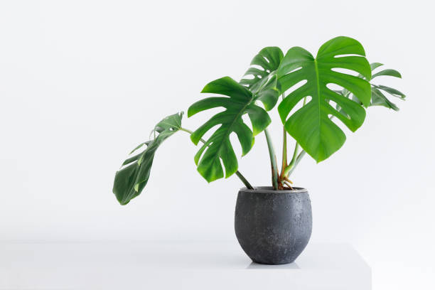 Monstera Deliciosa