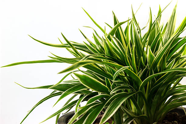 Dracaena Marginata