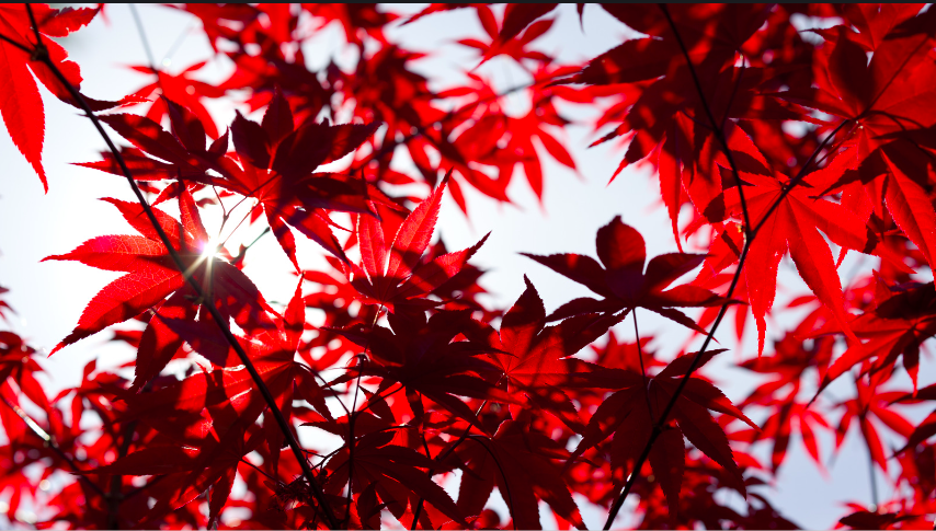 Japanese Red Maple Tree